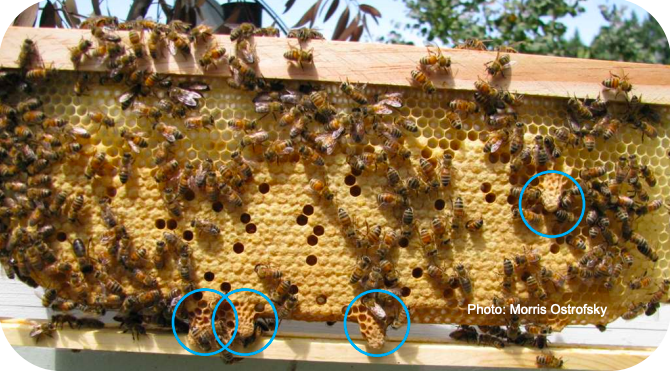 Primer plano de abejas obreras en peine