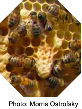 Primer de abejas melíferas en peine