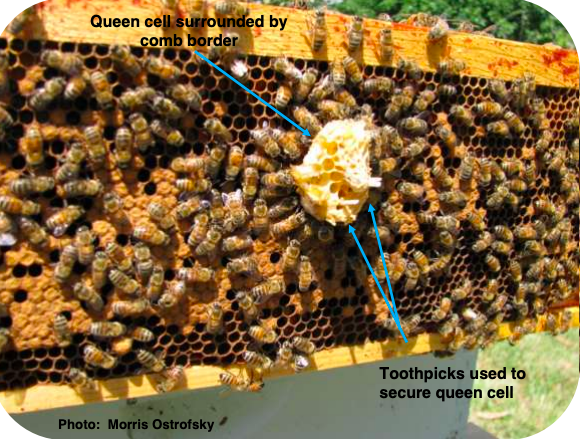 Closeup of queen cell surrounded by comb border with arrows pointing to queen cell and to toothpicks used to secure queen cell