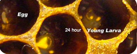 Foto de primer plano de célula de larva joven con texto 24 horas y huevo