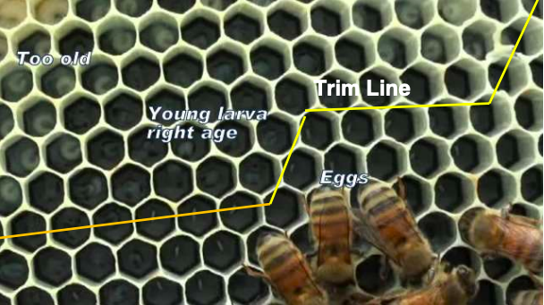 Primer plano de células jóvenes de larva mostrando línea de recorte y qué cortar