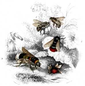 Illustration of bees in red, black, and yellow against black and white forage