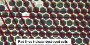 Primer plano de peine con texto que dice: Líneas rojas indican células destruidas