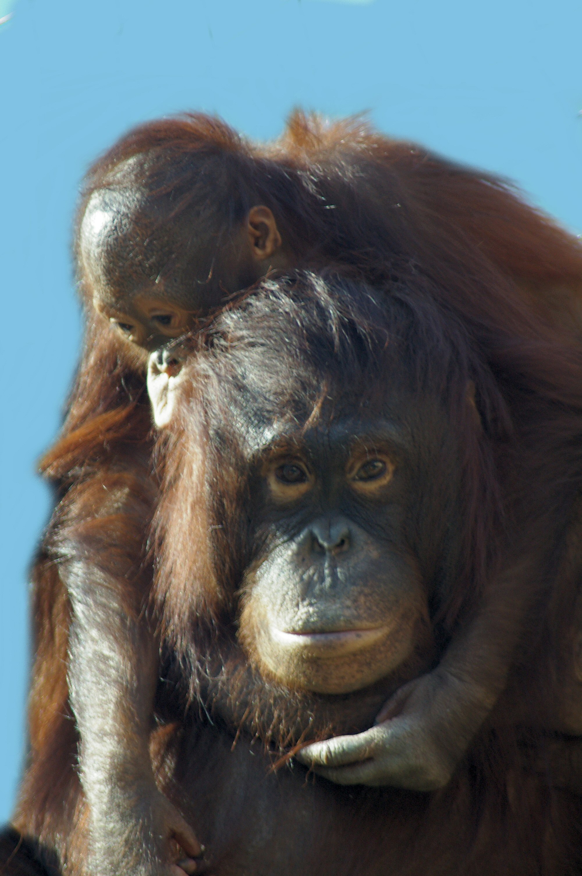 Orangután madre y bebé