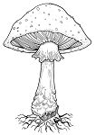 16: Macrofungi and Lichens - True Fungi and Fungal Mutualisms