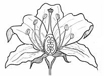 23: Angiosperms I - Flowers