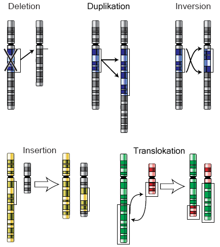 Various Chromosome mutations