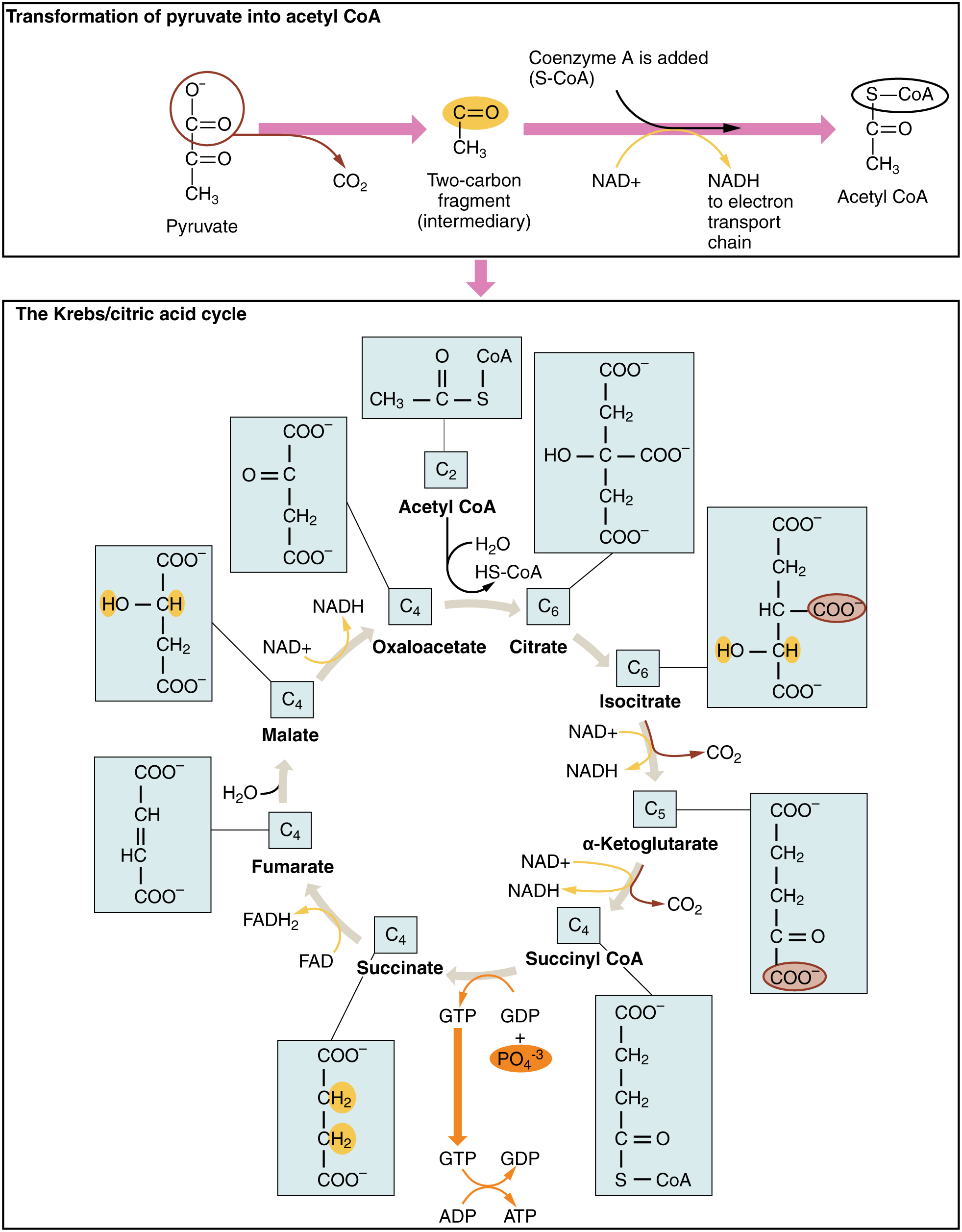 detailed cellular respiration diagram