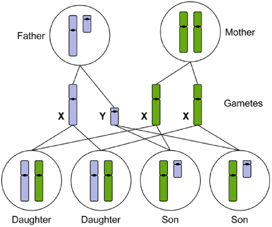 The X and Y chromosomes determine male or female sexual development.png
