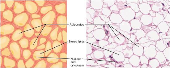 Adipose tissue illustration
