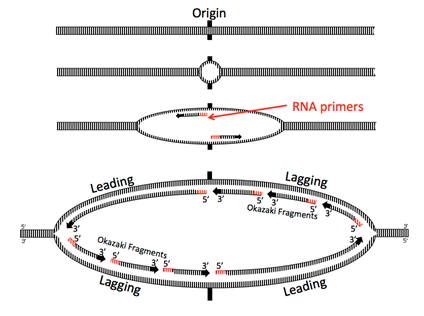 D N A separates at an origin. R N A primers are added and then two leading strands and two lagging strands Okasaki fragments are formed.