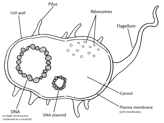3: Prokaryotes and Viruses