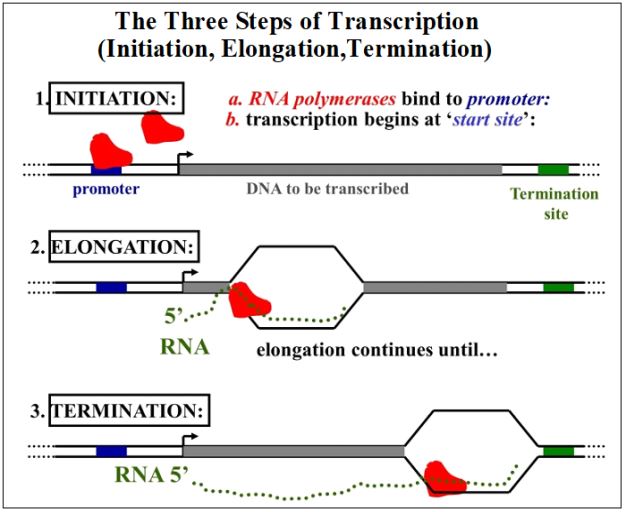 Three steps of transcription. 1 initiation RNA polymerase binds promoter. 2 elongation nucleotides are added. 3 termination. 