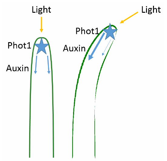 Detection of light by phototropins in shoot apical meristem