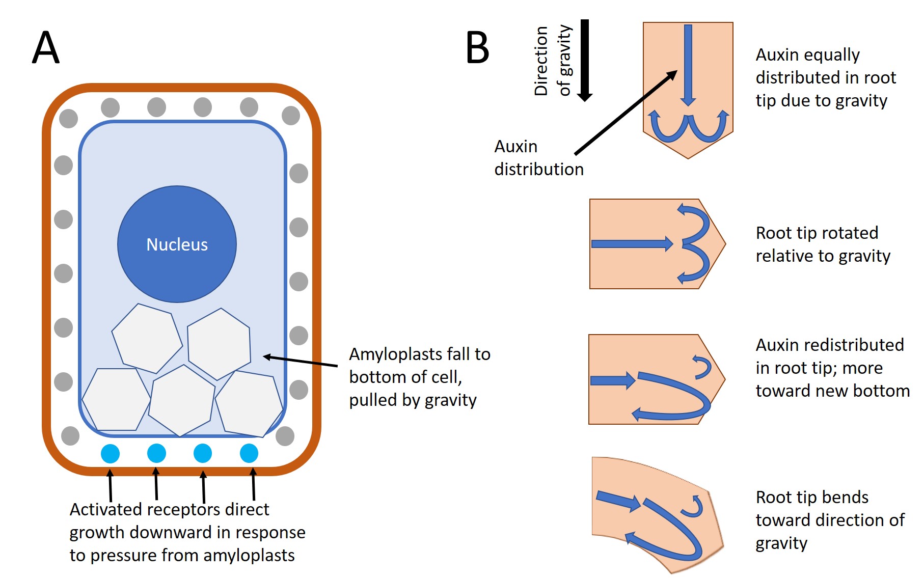 Specialized amyloplasts called statoliths alter auxin distribution, resulting in gravitropism.