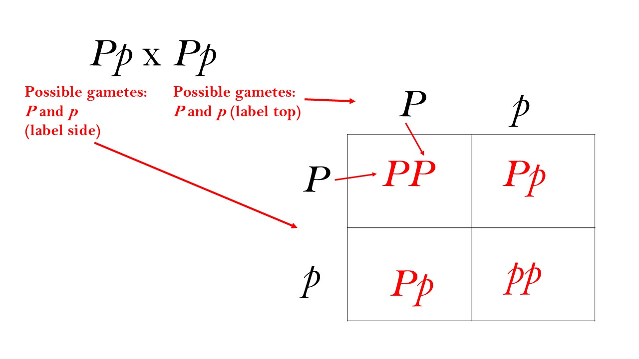 parent big P cross little p can make gametes big P or little p which label the top and side of the box. The 4 squares in the box are then big P big P, big P little p, big P little P, and little p little p
