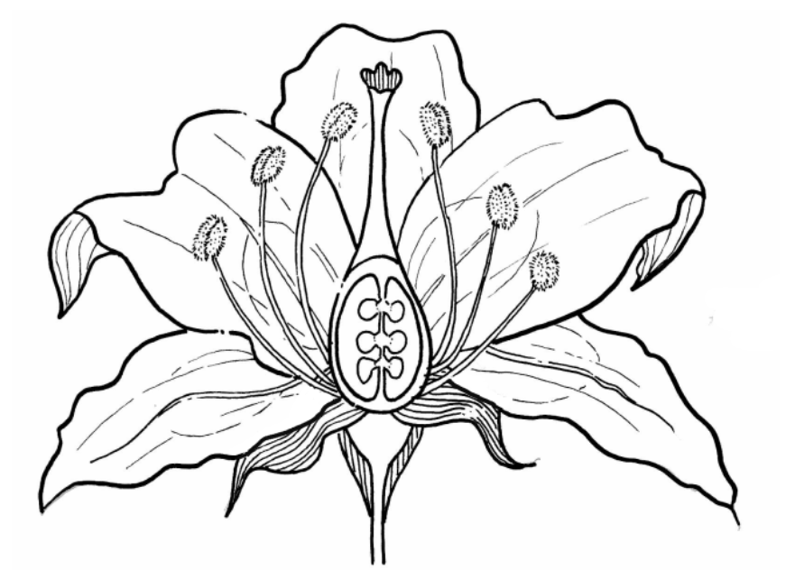 what are the reproductive parts of a flower. draw the diagram of male and  female parts and name them - Brainly.in