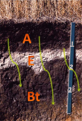 Soil is cut showing horizons a dark brown layer on top of a thinner white layer. A deep medium brown layer is below them. Grasses grow on the surface.