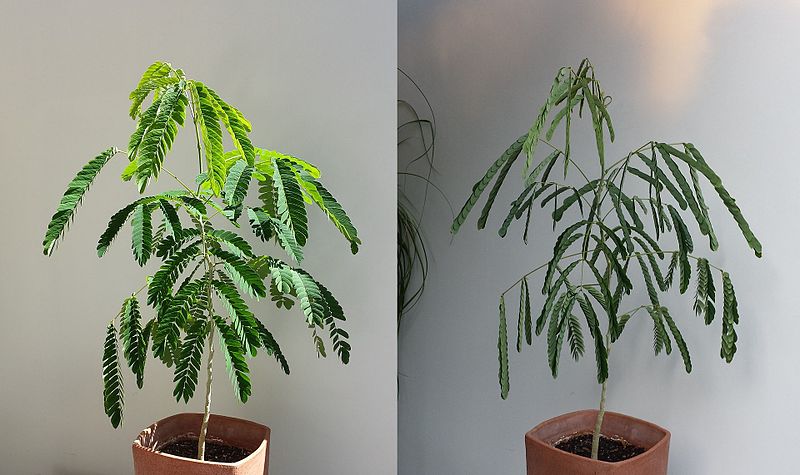 A potted silk tree illustrating diurnal movements of leaves.