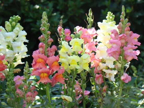 Pink, yellow, and orange snapdragon flowers