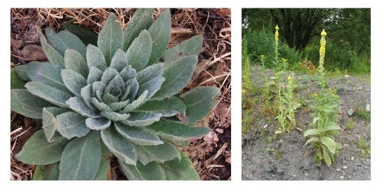 Muellein (Verbascum) plant in first year and flowering in second year