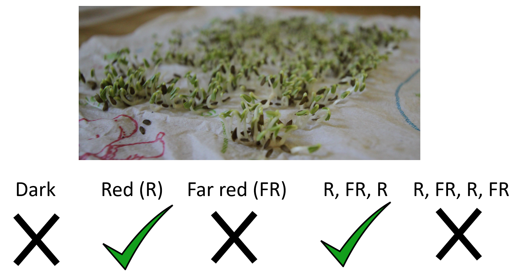 Experiment showing the role of light in lettuce germination