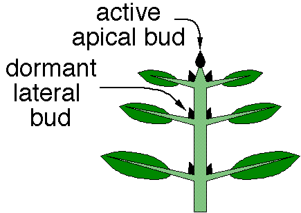 Shoot apical meristem and dormant axillary buds illustrating apical dominance