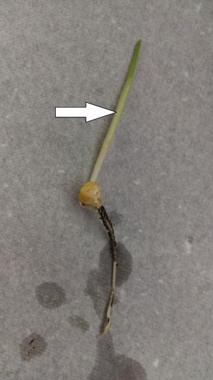 Corn seedling with an arrow pointing to the coleoptile, the sheath surrounding the young shoot.