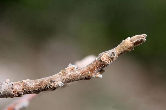 Arizona walnut twig with a dormant winter bud at the end
