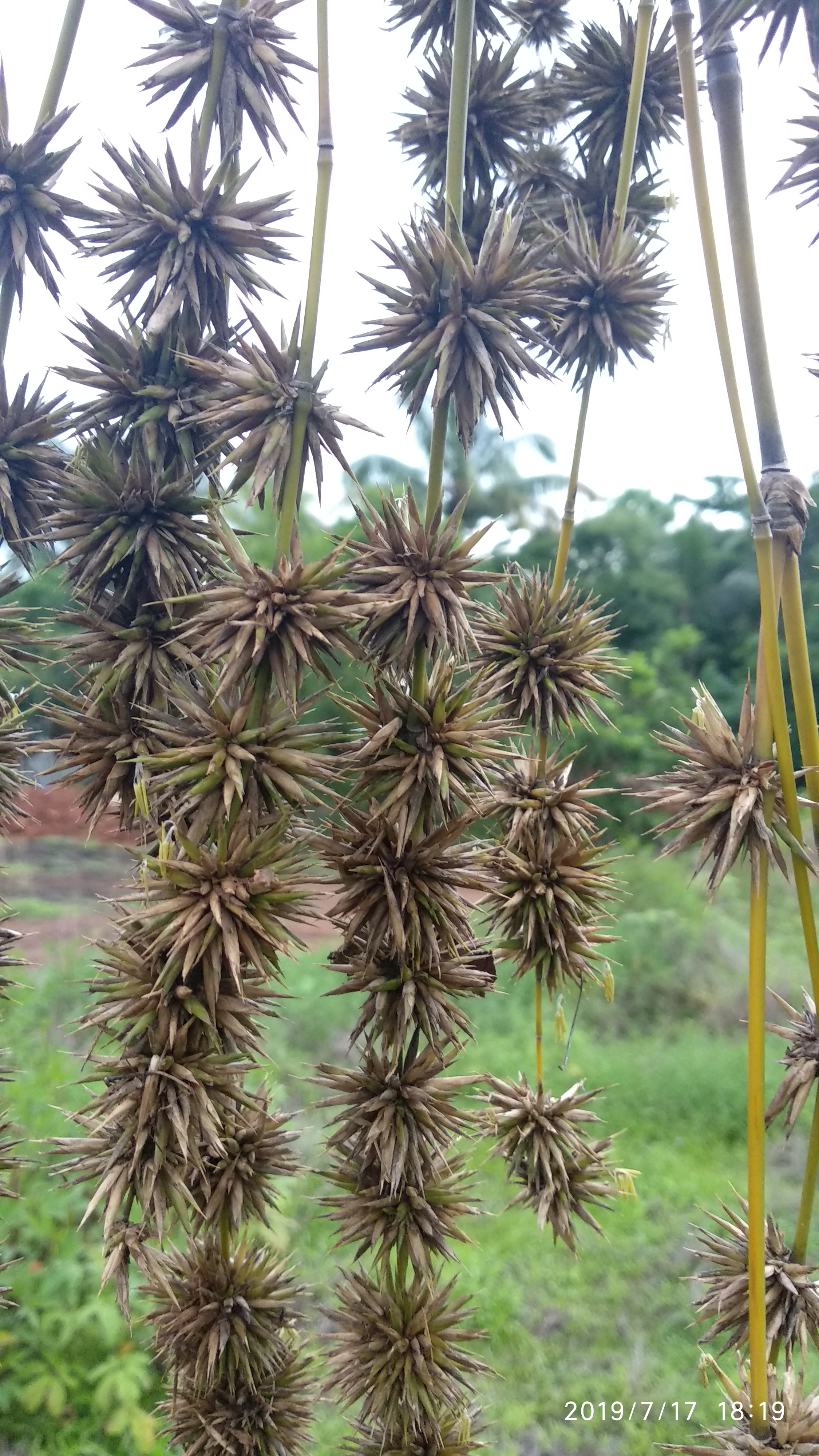 Bamboo Seeds in bunches