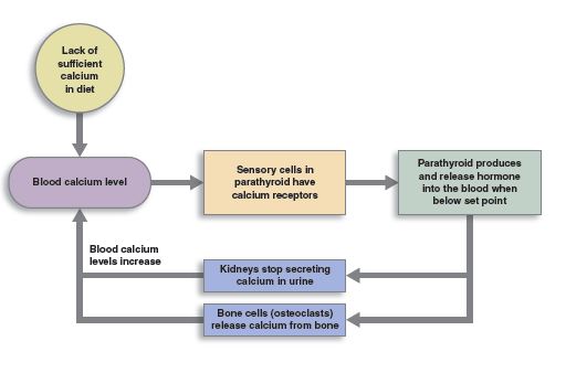 feedback loop of blood calcium levels increasing as a result of a lack of sufficient calcium in the body.