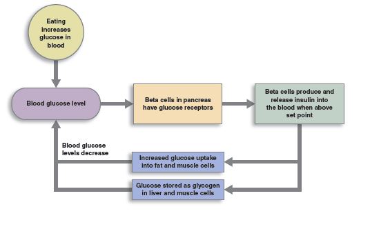 negative feedback loop of the control of blood sugar levels.