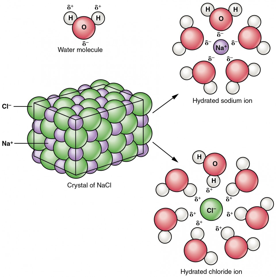 This figure shows a crystal lattice of sodium chloride interacting with water to form a hydrated sodium ion and a hydrated chloride ion.