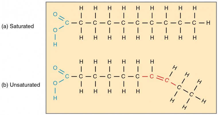 This diagram shows the chain structures of a saturated and an unsaturated fatty acid.