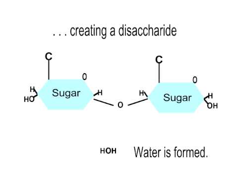 Thumbnail for the embedded element "Dehydration Synthesis Disaccharide"