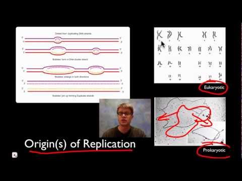 Thumbnail for the embedded element "DNA Replication"