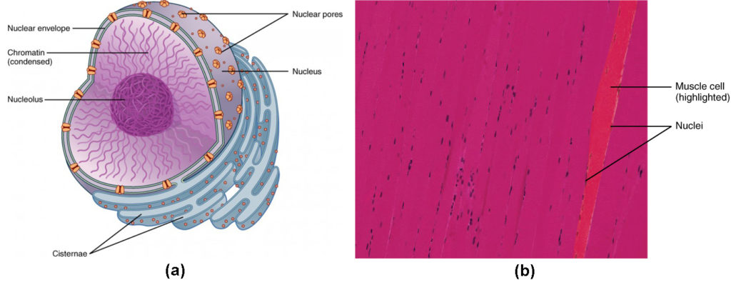 Figure (a) shows the structure of the nucleus. The nucleolus is inside the nucleus, surrounded by the chromatin and covered by the nuclear envelope. Micrograph (b) shows a muscle cell with multiple nuclei.