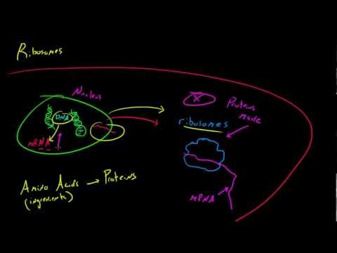 Thumbnail for the embedded element "Biology Lecture - 21 - Ribosomes"