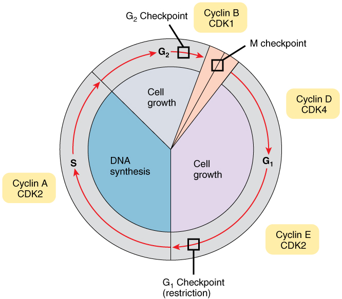 This image shows the different stages of the cell cycle along with the checkpoints between them and the cyclins responsible for the checkpoint at each stage.