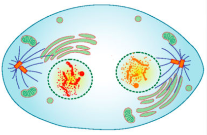 An artist's rendering of a cell in telophase.