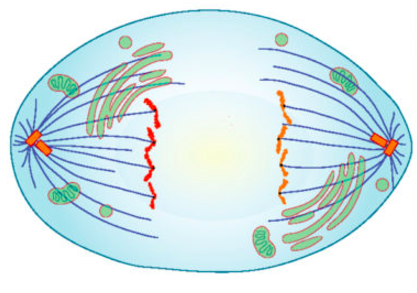 An artist's rendering of a cell in anaphase.
