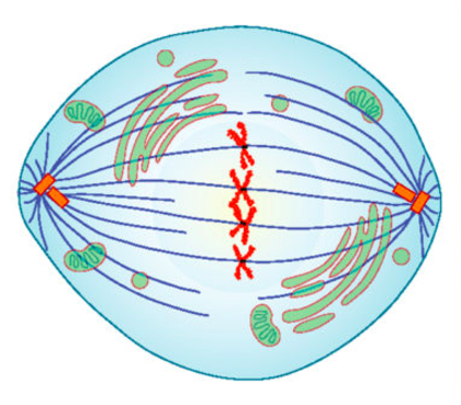 An artist's rendering of a cell in metaphase. Mitotic spindles are clearly visible and chromosomes are lined up.