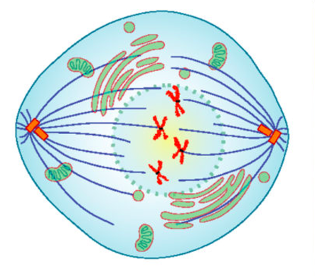 An artist's rendering of a cell in prometaphase. Mitotic spindles are visible, and centrosomes are moving toward opposite poles.