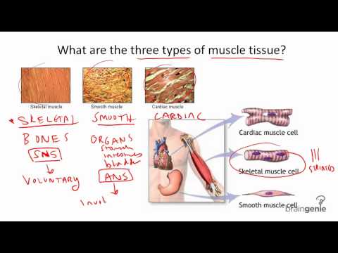 Thumbnail for the embedded element "8.4.1 Three Types of Muscle Tissue"