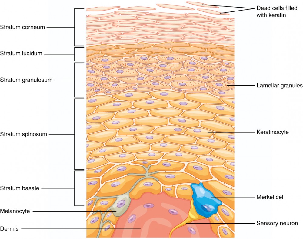 This illustration shows a cross section of the epidermis. The cells of the innermost layer, the stratum basale, are large and have a purple nucleus. The stratum basale curls around the dermis, which projects into the epidermis. The stratum basale contains four layers of large, triangle-shaped keratinocytes. Fibers are visible within the spaces between keratinocytes in the stratum basale. A melanocyte is also present in this layer. The melanocyte possesses finger-like projections extending from its main cell body. The projections branch through the extracellular spaces between nearby keratinocytes. Above the stratum basale is the stratum spinosum which consists of 8 layers of oval-shaped keratinocytes. The nucleus is present in these keratinocytes, but has faded to a lighter purple. The stratum granulosum contains five layers of keratinocytes, each containing spots in its cytoplasm, labeled the lamellar granules. The stratum lucidium contains 4 layers of diamond-shaped cells with no nucleus. The stratum corneum contains 9 layers of keratinocytes with no nucleus , nor cytoplasm. A few of the cells in the topmost layer of the stratum corneum are flaking off from the skin.