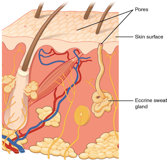 This diagram shows an eccrine sweat gland embedded in a cross section of skin tissue. The eccrine sweat gland is a bundle of white tubes embedded in the dermis. A single white tube travels up from the bundle and opens on to the surface of the epidermis. The opening is called a pore. There are several pores on the small block of skin portrayed in this diagram.