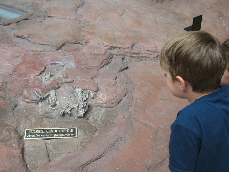 This photo shows a boy looking at a museum exhibit that contains two fossilized crocodile skeletons embedded within a large boulder. The skull, spine and forelimbs of one of the crocodiles are visible.