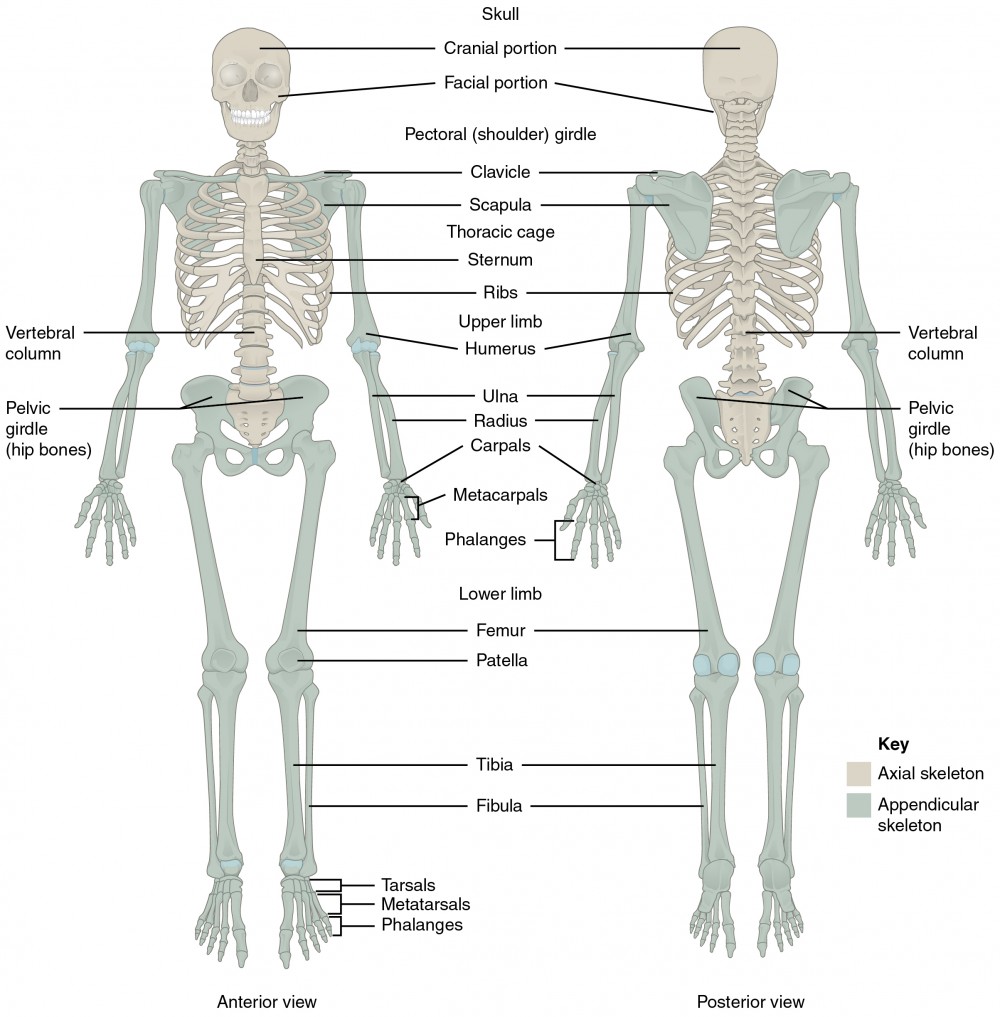 This diagram shows the human skeleton and identifies the major bones. The left panel shows the anterior view (from the front) and the right panel shows the posterior view (from the back).