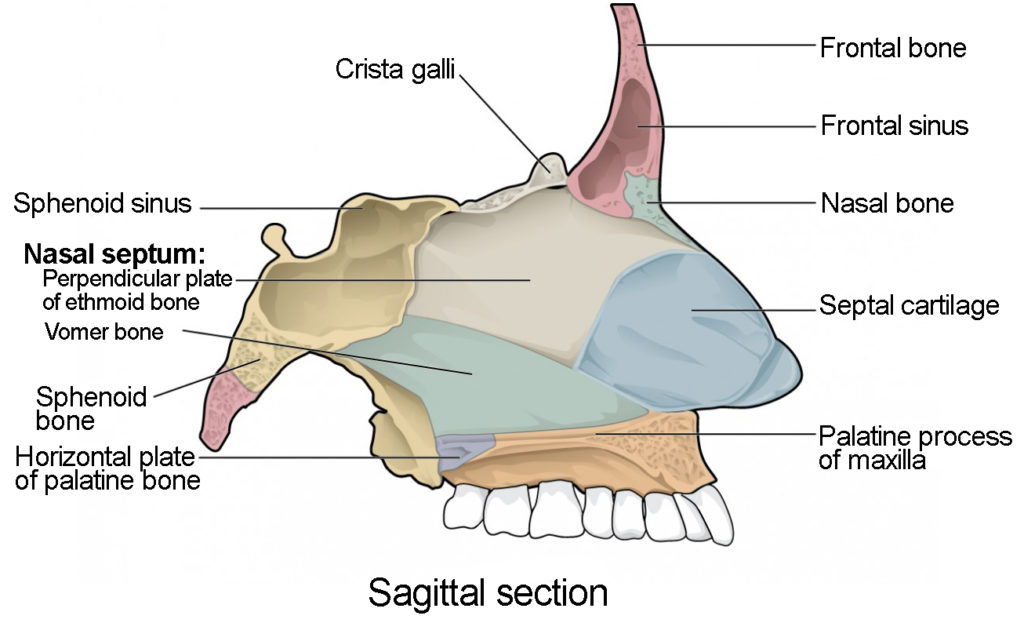 This image shows the sagittal section of the bones that comprise the nasal cavity.