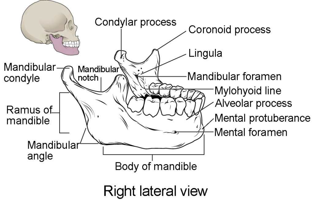 This image shows the structure of the mandible. On the top left, a lateral view of the skull shows the location of the mandible in purple. A magnified image shows the right lateral view of the mandible with the major parts labeled.
